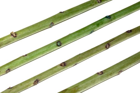 Close Up of Green Stem Plant Branch without Leaves on White Background