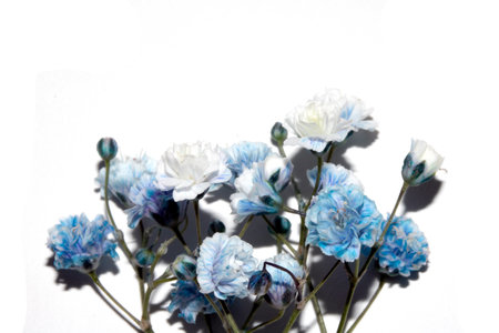 Pretty Floral Small Flowers Babies Breath On White Background for Weddings or Designの写真素材