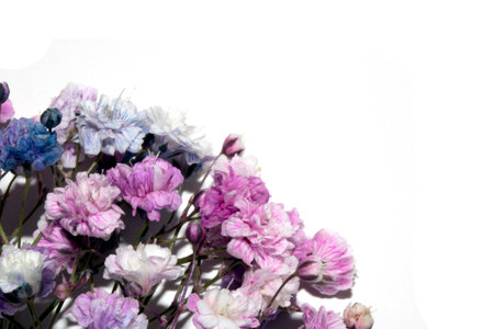 Pretty Floral Small Flowers Babies Breath On White Background for Weddings or Designの写真素材