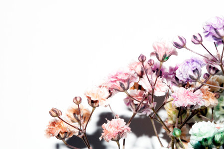 Pretty Floral Small Flowers Babies Breath On White Background for Weddings or Design