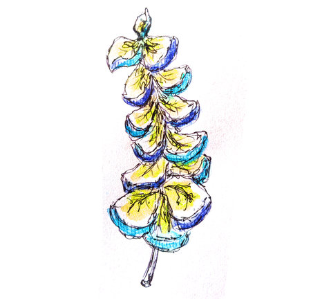 Illustration of a blue and yellow flower on a white background.の写真素材