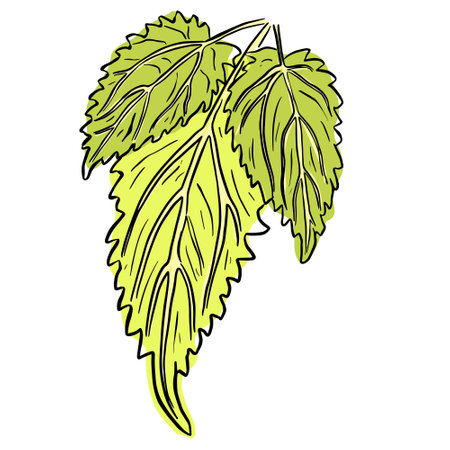 Vector nettle leaf. Black and white engraved ink art. Isolated nettle illustration element on white background.のイラスト素材