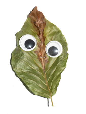 Funny Autumn Leaf Plant With Goggle Eyes on a White Backgroundの写真素材