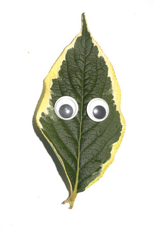 Funny Autumn Leaf Plant With Goggle Eyes on a White Backgroundの写真素材