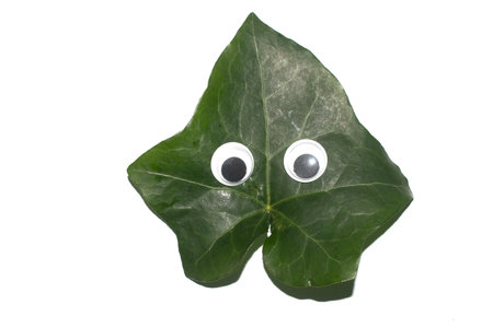 Funny Autumn Leaf Plant With Goggle Eyes on a White Background
