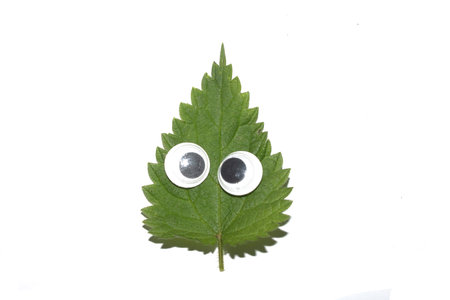 Funny Autumn Leaf Plant With Goggle Eyes on a White Backgroundの写真素材