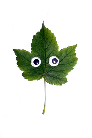 Funny Autumn Leaf Plant With Goggle Eyes on a White Backgroundの写真素材