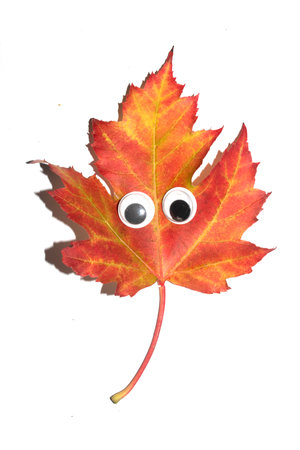 Funny Autumn Leaf Plant With Goggle Eyes on a White Backgroundの写真素材
