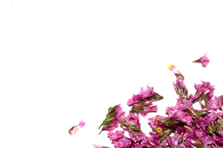 Pretty Little Red Pink Flowers and Petals on a White Background for Decoration Love
