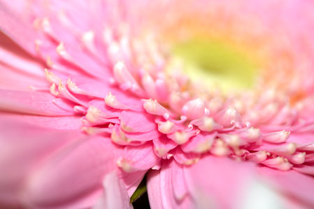 Pretty Pink White Flower Petals Abstract Close Up of Boquetの写真素材