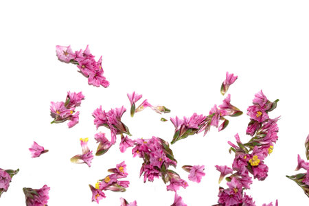 Pretty Little Red Pink Flowers and Petals on a White Background for Decoration Loveの写真素材