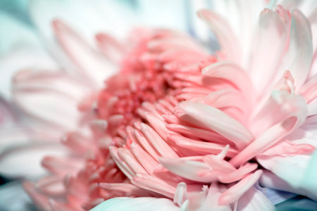 Pretty Pink White Flower Petals Abstract Close Up of Boquetの写真素材