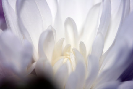 Pretty Pink White Flower Petals Abstract Close Upの写真素材