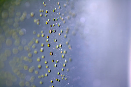 Close Up of Condensation Floating Liquid Water Bubbles and Drips on Glass from Rain