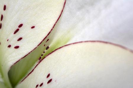 Close Up Of a White Lily Flower With Petalsの写真素材