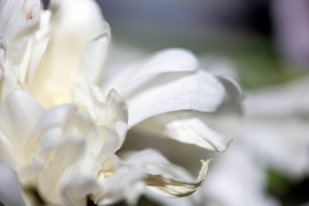 Abstract Close Up of Dried Wilted Flower Petals in White and Pinkの写真素材