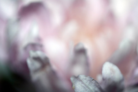 Abstract Close Up of Dried Wilted Flower Petals in White and Pinkの写真素材