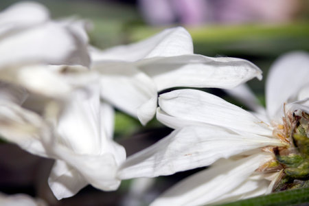 Abstract Close Up of Dried Wilted Flower Petals in White and Pinkの写真素材