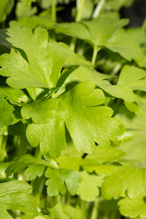 Close Up of coriander Leaf and Plant Herbの写真素材