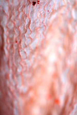 Abstract Petal Close Up of a Lily Flower in Pink with Veins and Linesの写真素材