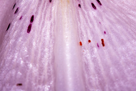 Abstract Petal Close Up of a Lily Flower in Pink with Veins and Linesの写真素材