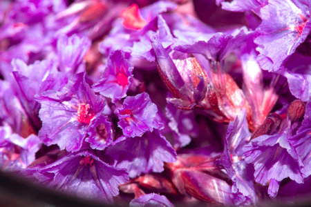 Colourful Tiny Little Flower Petals Mulicoloured Close Up for Background