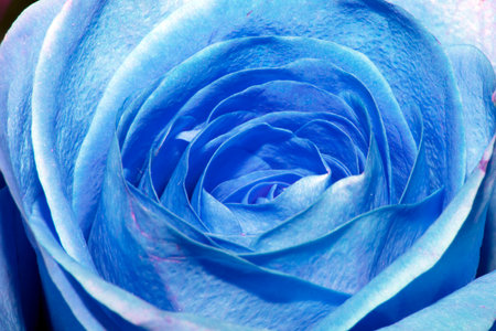 Close Up of a Rose Flower Petal Blue Romanticの写真素材