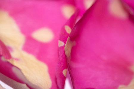 Abstract Pink Cream and White Rose Flower Vibrant Petal Backgroundの写真素材