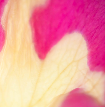 Abstract Pink Cream and White Rose Flower Vibrant Petal Backgroundの写真素材