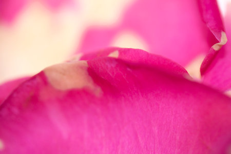Abstract Pink Cream and White Rose Flower Vibrant Petal Backgroundの写真素材