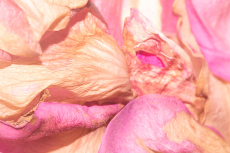 Gentle Pink and Cream Dried Flower Petals from a Rose Close Up Floral Abstract Backgroundの写真素材