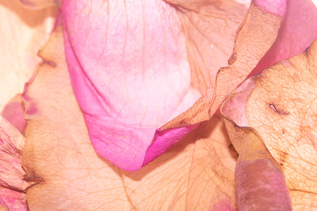 Gentle Pink and Cream Dried Flower Petals from a Rose Close Up Floral Abstract Backgroundの写真素材
