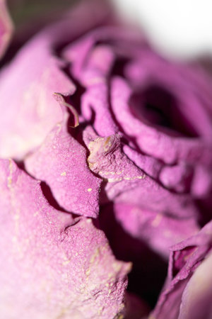 Close up of a Dried Purple Rose Flower and Petalsの写真素材