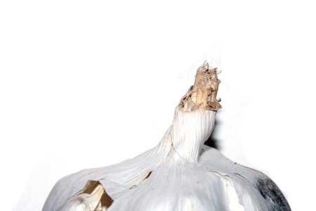 Close up of a garlic bulb top on a white backgroundの写真素材