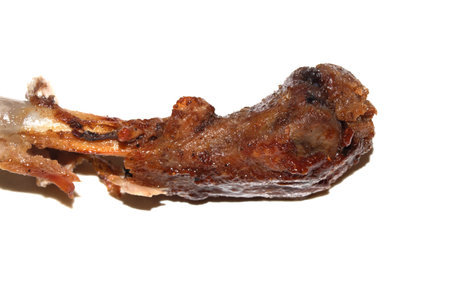 Closeup of an eaten chewed chicken duck leg bone with meat and tendon on a white backgroundの写真素材