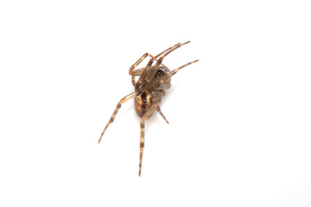 Close Up of a Defensive Long Legged Arachnid Spider on a White Background