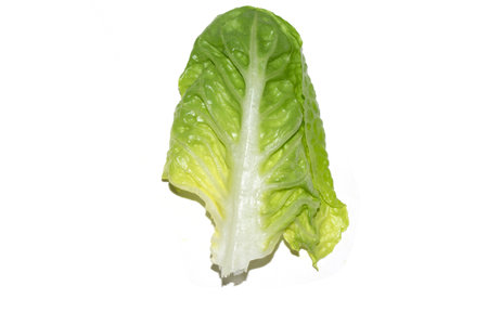 Close Up of Lettuce Leaf or Leaves on a White Backgroundの写真素材