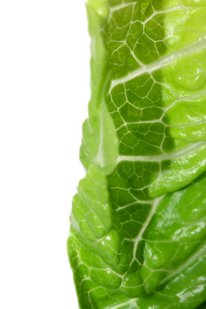 Close Up of Lettuce Leaf or Leaves on a White Backgroundの写真素材