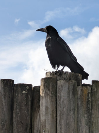 Close up of a raven bird sitting on a poleの写真素材