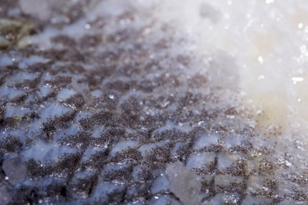 Macro close up of raw fish skin with scale detail ready for cooking