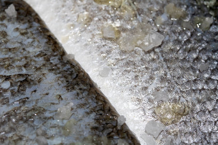 Macro close up of raw fish skin with scale detail ready for cookingの写真素材
