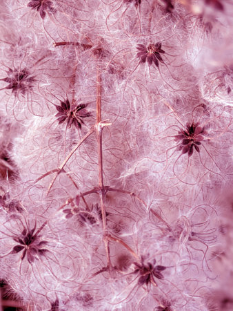Abstract background of fluffy cotton seeds from Clematis vitalba old man's beard flower