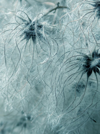 Abstract background of fluffy cotton seeds from Clematis vitalba old man's beard flower
