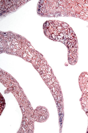 Sugary Liquid Vibrant Crystal Shard Close Up Granulated Molecule