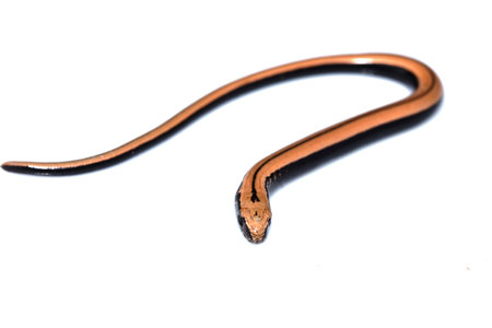 Close up of a baby slow worm snake isolated on a white backgroundの写真素材
