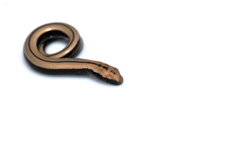 Close up of a baby slow worm snake isolated on a white background
