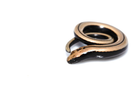 Close up of a baby slow worm snake isolated on a white background