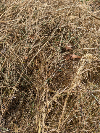 Overgrown Dried Garden Grass brambles and dried branches piles ready for bonfire
