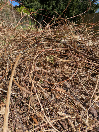 Overgrown Dried Garden Grass brambles and dried branches piles ready for bonfire