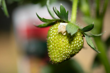 Close up of green growing strawberry on a plantの写真素材
